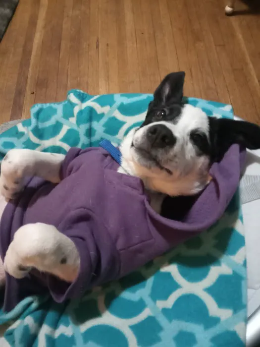Springfield Animal Clinic 12