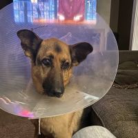 Bourbon City Animal Hospital ico