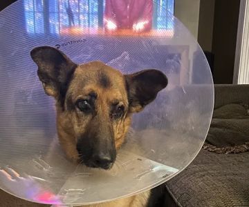 Bourbon City Animal Hospital