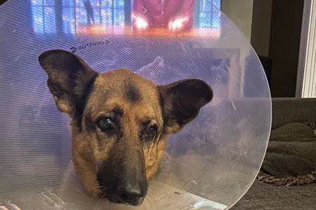Bourbon City Animal Hospital