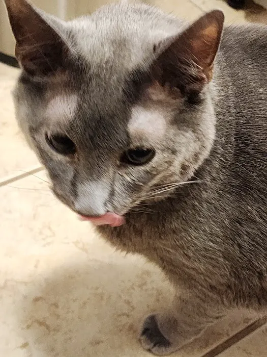 Bourbon City Animal Hospital 12