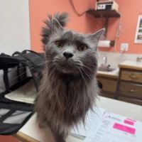 Bardstown Animal Clinic ico