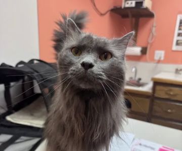 Bardstown Animal Clinic