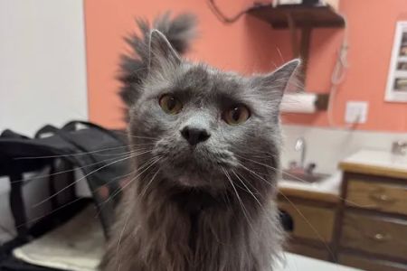 Bardstown Animal Clinic