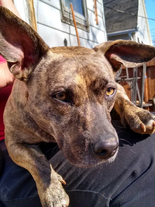 Central Kentucky Animal Clinic 12