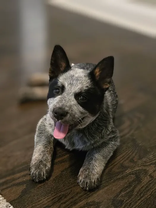 Tiny Town Animal Clinic 12