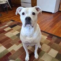 Tiny Town Animal Clinic ico