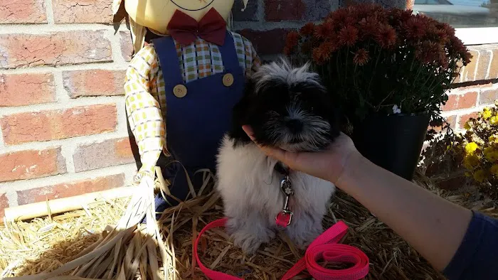 Tiny Town Animal Clinic: Burchett James T DVM 12