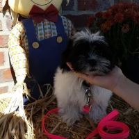 Tiny Town Animal Clinic: Burchett James T DVM ico
