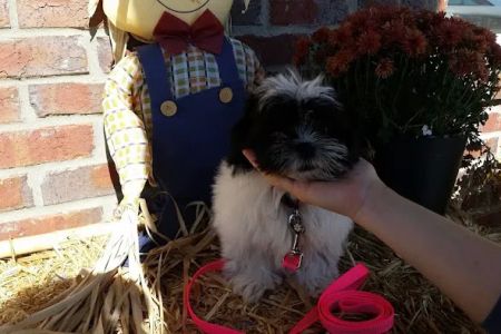 Tiny Town Animal Clinic: Burchett James T DVM