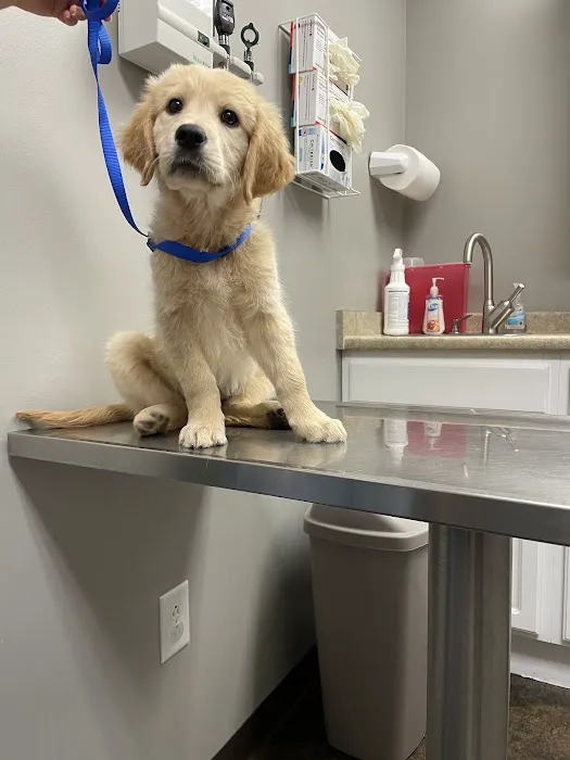 Animal House Veterinary Clinic 12