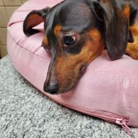 Animal Clinic of North Clarksville ico