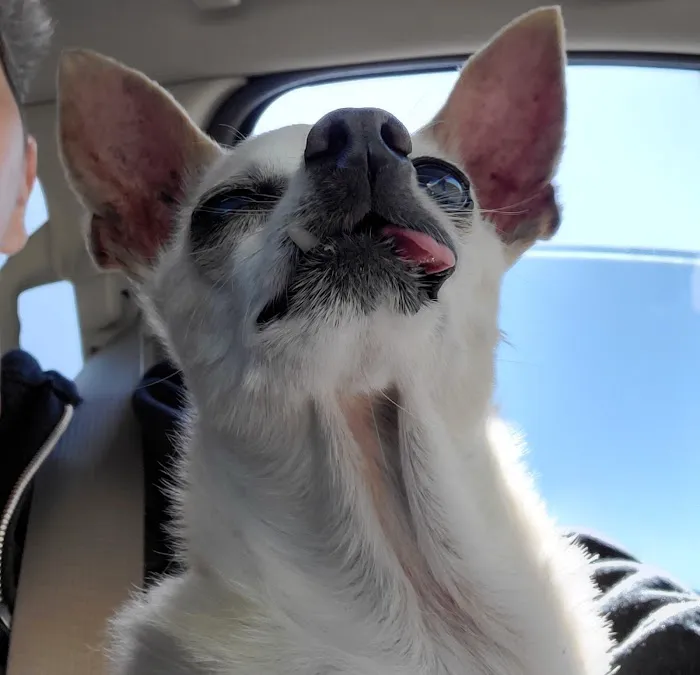 Forest Creek Animal Hospital: Labry Lisa DVM 1