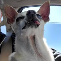 Forest Creek Animal Hospital: Labry Lisa DVM ico