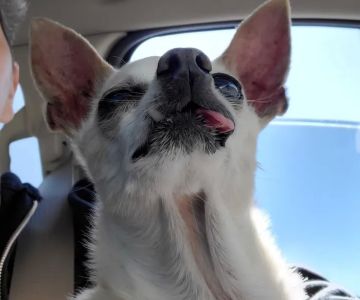 Forest Creek Animal Hospital: Labry Lisa DVM