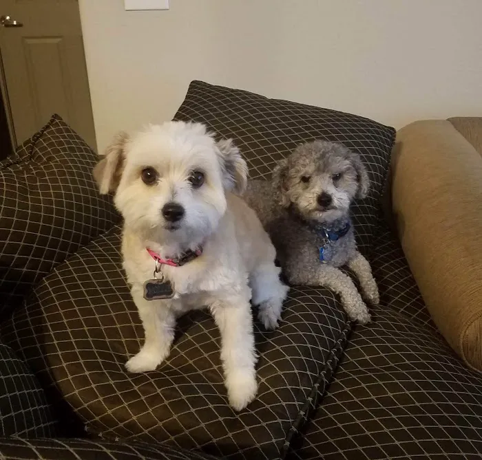 Forest Creek Animal Hospital 7