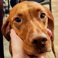 Forest Creek Animal Hospital ico
