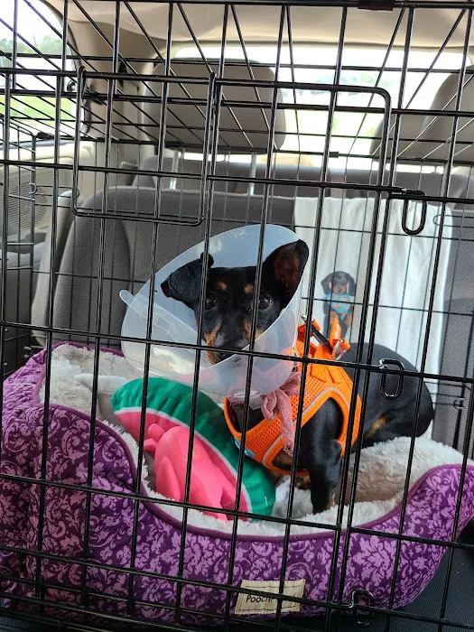 Daylily Animal Hospital 3