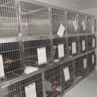 Daylily Animal Hospital ico