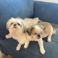 FM 685 Animal Hospital ico