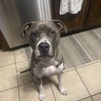 Heart of Texas Veterinary Specialty Center ico