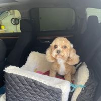 Banfield Pet Hospital ico