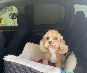 Banfield Pet Hospital