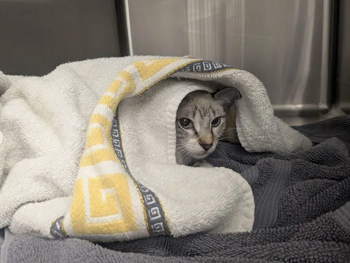 Paw Haven Animal Hospital 3