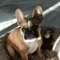 Paw Haven Animal Hospital ico