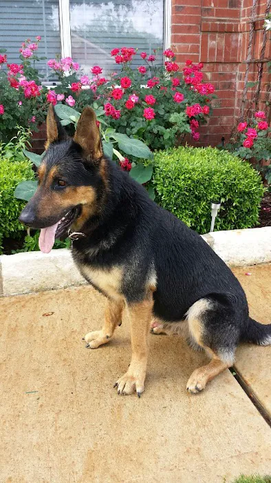 Thrive Pet Healthcare - Round Rock 9