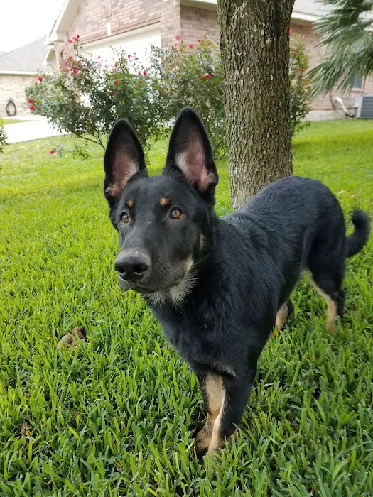 Thrive Pet Healthcare - Round Rock 8
