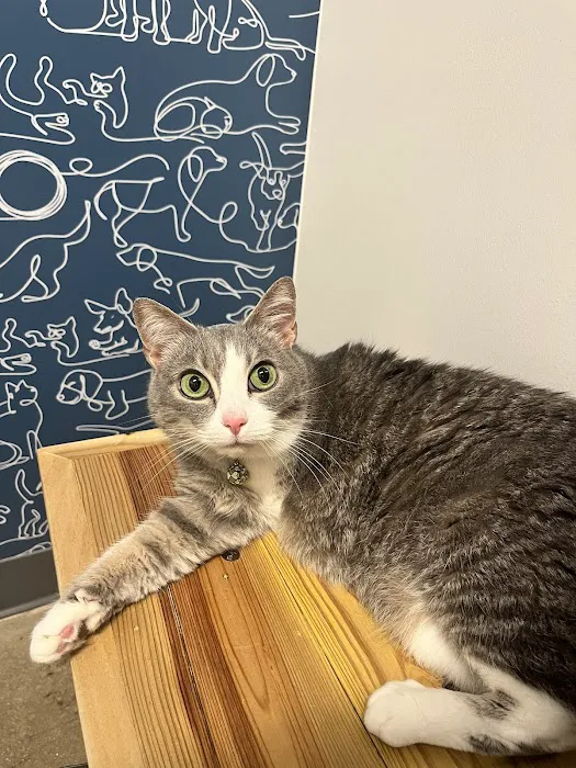 Thrive Pet Healthcare - Round Rock 1