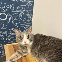 Thrive Pet Healthcare - Round Rock ico