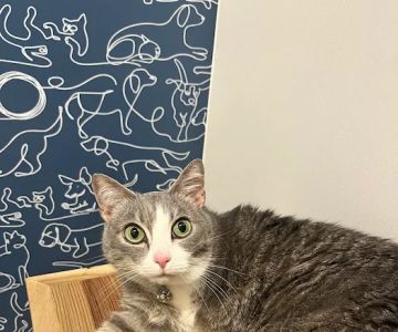 Thrive Pet Healthcare - Round Rock