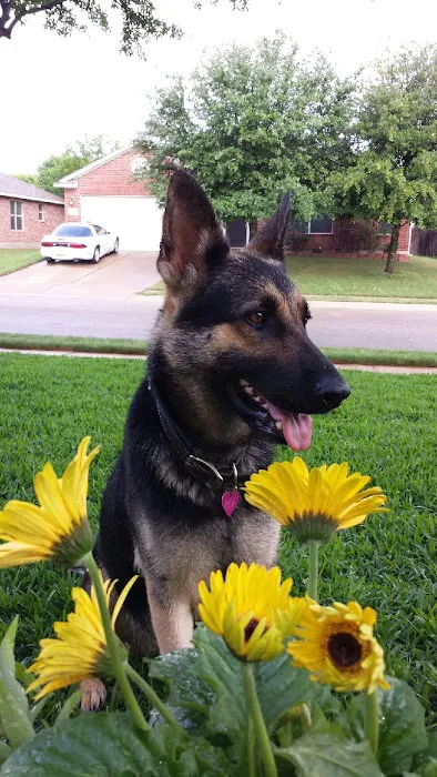 Thrive Pet Healthcare - Round Rock 6