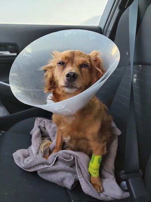 Thrive Pet Healthcare - Round Rock 2