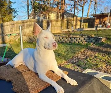 Carolina Animal Hospital of Creedmoor