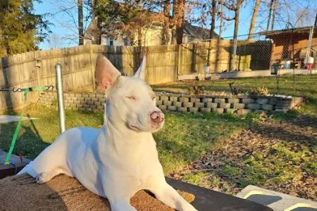 Carolina Animal Hospital of Creedmoor