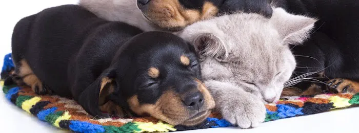 South Granville Animal Hospital 9