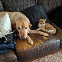 South Granville Animal Hospital ico