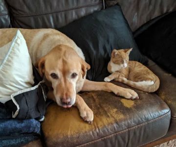 South Granville Animal Hospital