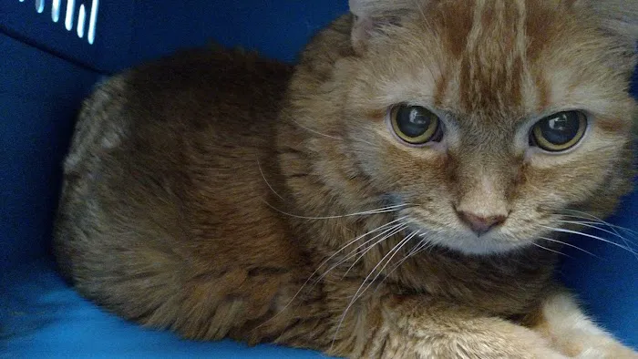 South Granville Animal Hospital 7