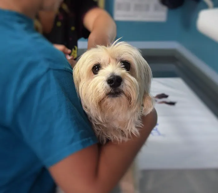 South Granville Animal Hospital 8