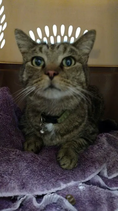 South Granville Animal Hospital 5