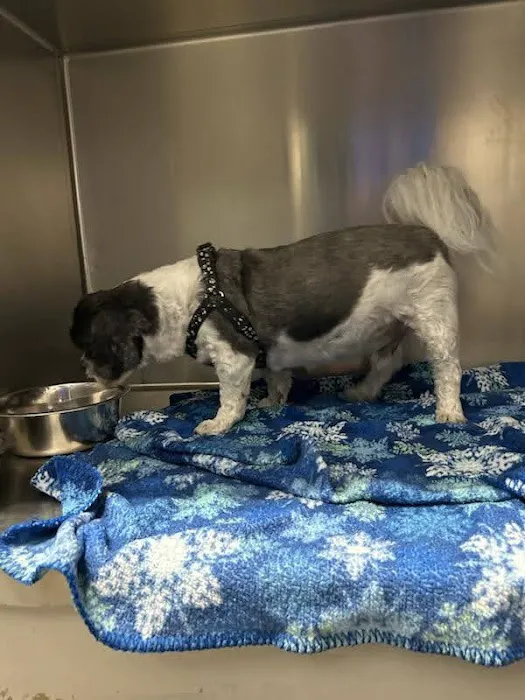 VCA Amherst Animal Hospital 12