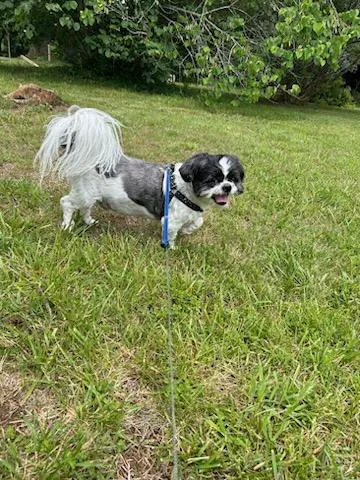 VCA Amherst Animal Hospital 12