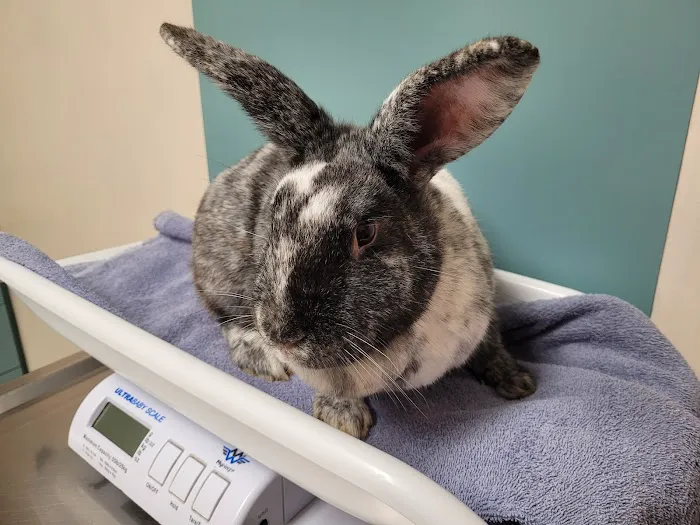 Dallas Animal Clinic 12
