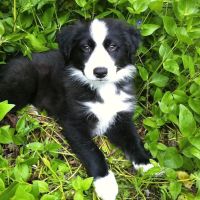 Corvallis Veterinary Hospital ico
