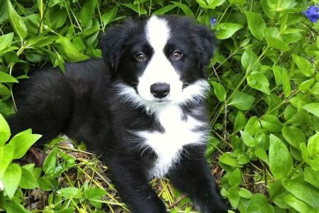 Corvallis Veterinary Hospital