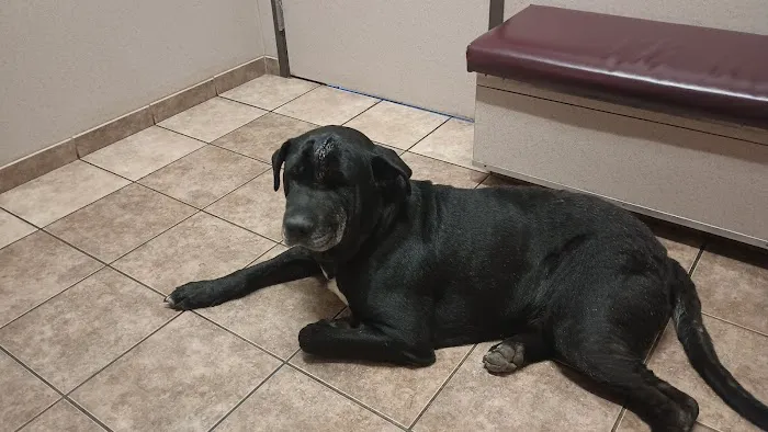 Willamette Veterinary Clinic: Cox Kristina DVM 12